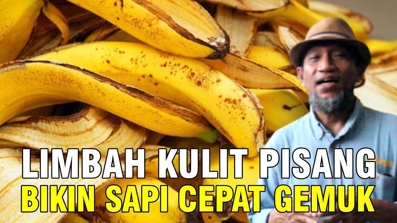 
                                 Limbah-Pisang-Pakan-Ternak